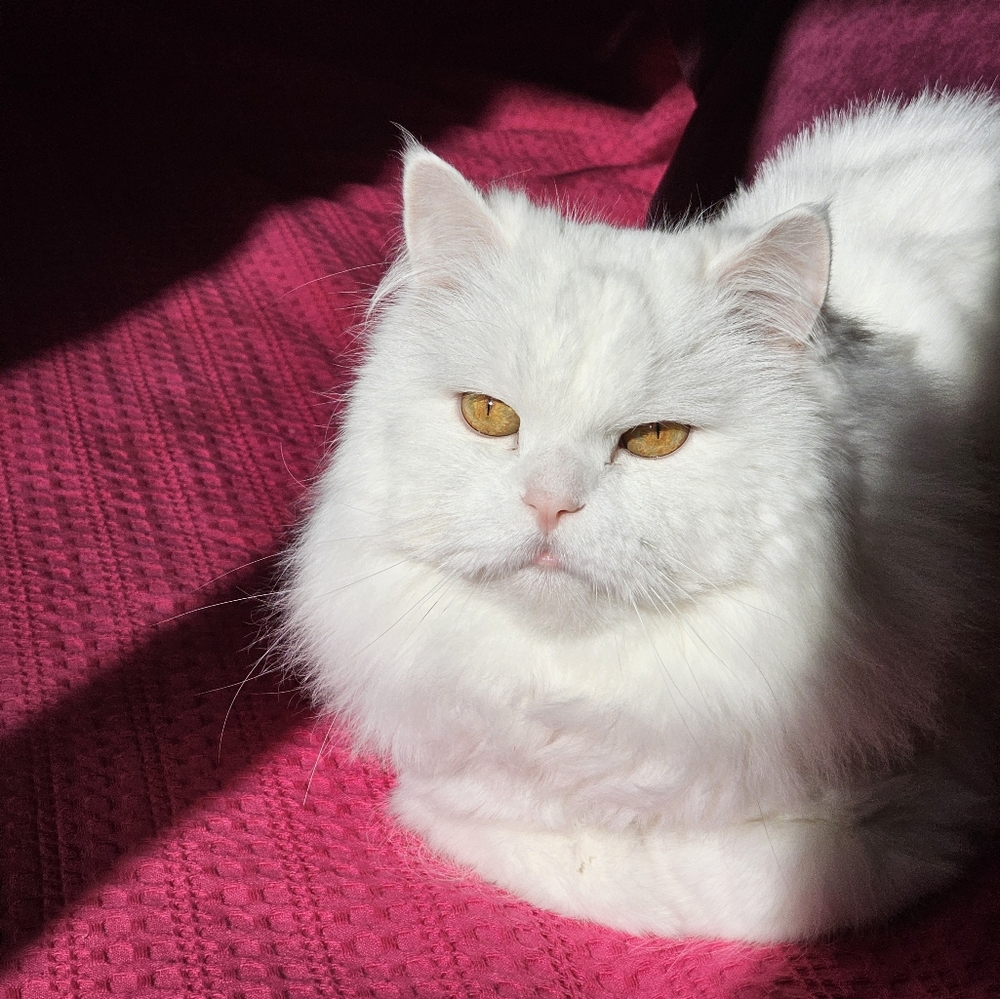 Meet your Posher, Yuriy